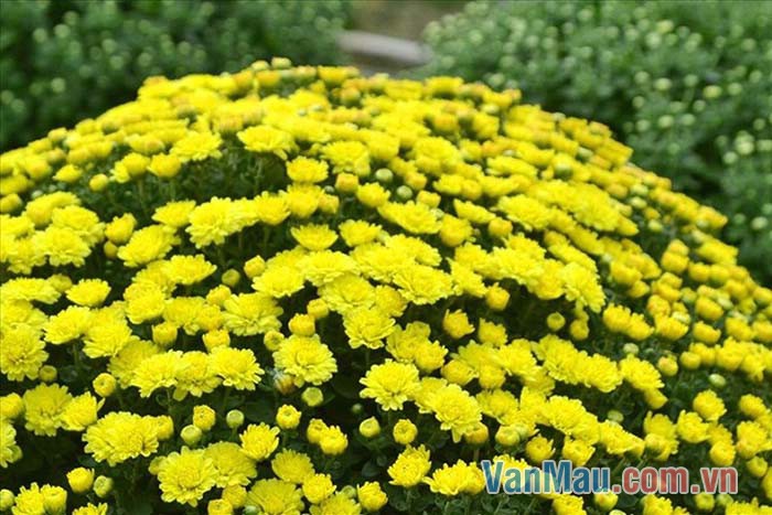 Hoa cúc vàng rực rỡ góp phần làm tô điểm cho mùa thu duyên dáng