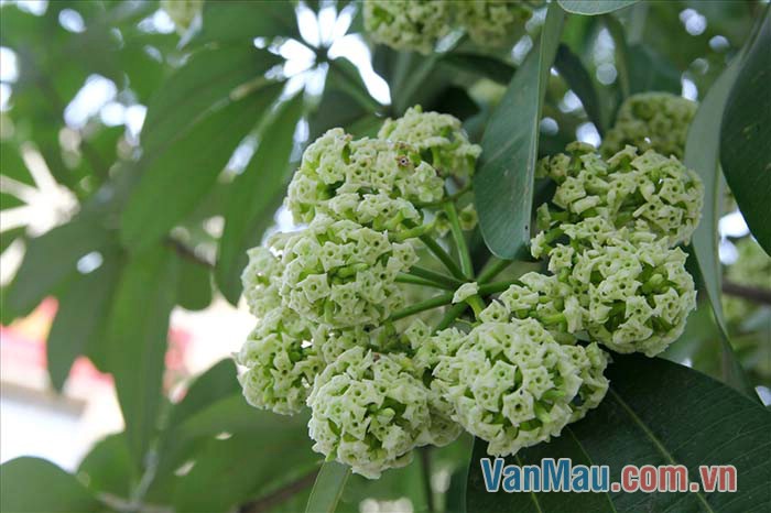 Hoa sữa không nổi bật bởi sắc mà quyến rũ bởi hương