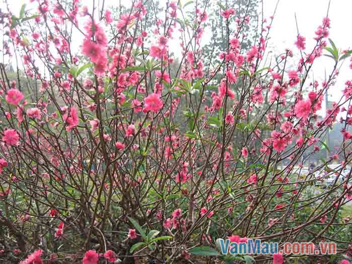 Mỗi dịp tết đến xuân về, trong mỗi gia đình lại có một cây đào