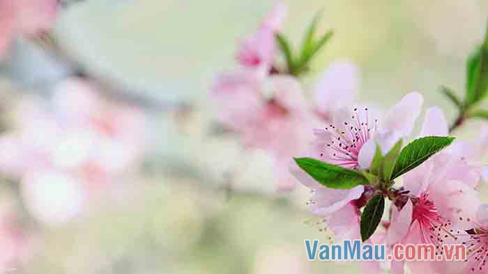 Những cánh hoa đào màu hồng mềm mại, mỏng manh