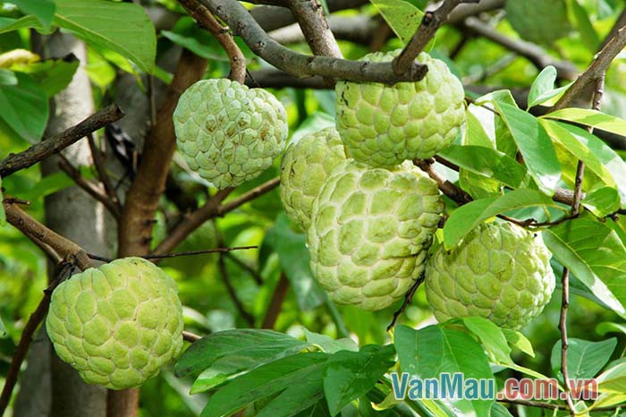 Quả na là một trong những trái cây ngon bổ của nước ta Quả na là một trong những trái cây ngon bổ của nước ta