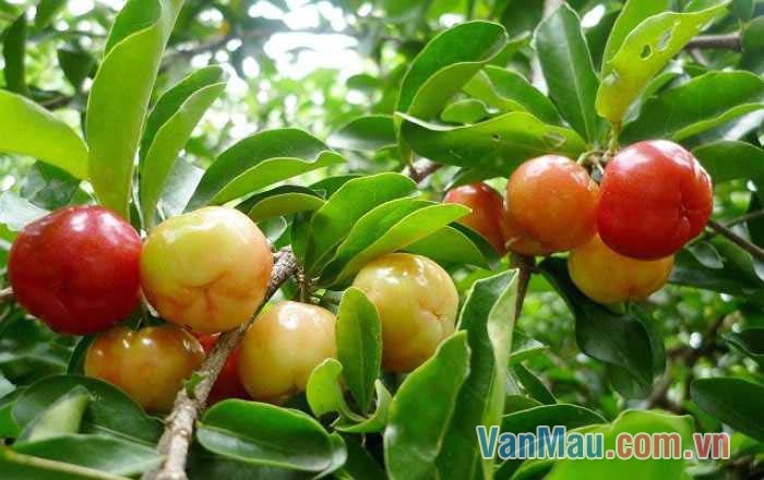 Quả sơ ri căng mọng và vị ngọt thanh tao
