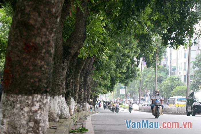 Các cây xà cừ đều có độ tuổi trên năm mươi Các cây xà cừ đều có độ tuổi trên năm mươi