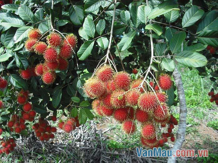 Cây chôm chôm ngày nay xuất hiện ở rất nhiều nơi Cây chôm chôm ngày nay xuất hiện ở rất nhiều nơi
