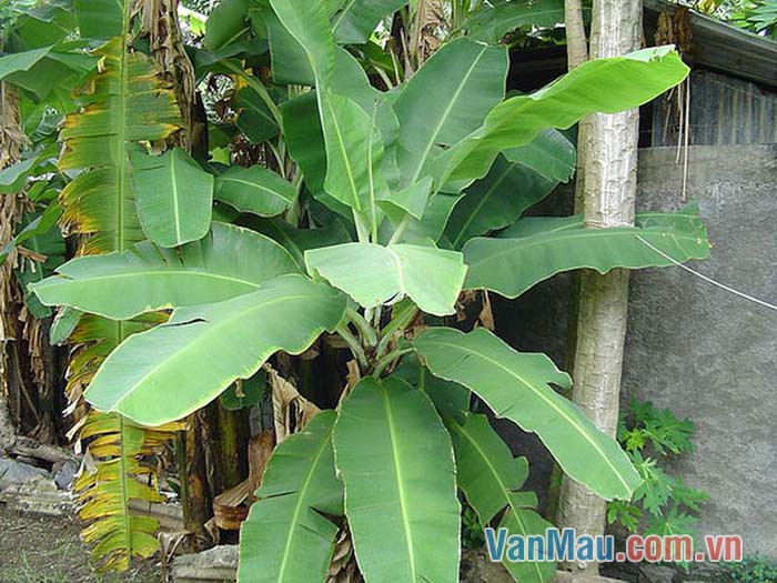 Cây chuối con