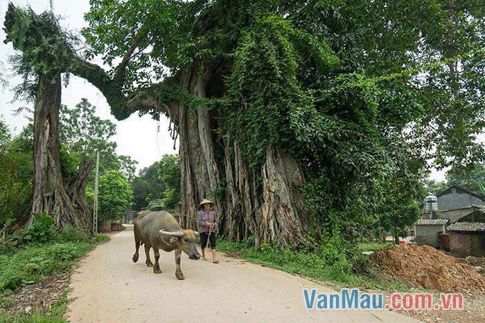 Cây đa đứng cạnh cổng làng như một vệ sĩ Cây đa đứng cạnh cổng làng như một vệ sĩ