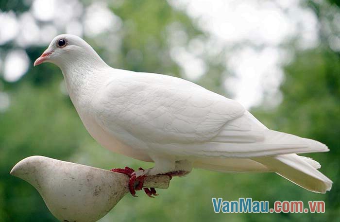 Chim bồ câu là loài chim biểu tượng cho hoà bình