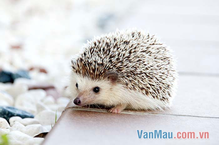 Chú nhím lông xù nhìn như quả cầu gai vậy Chú nhím lông xù nhìn như quả cầu gai vậy