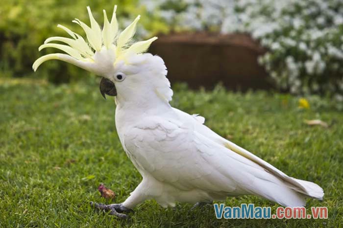 Tuổi thọ của Vẹt Cockatoo có thể cao hơn cả con người | Pet Mart