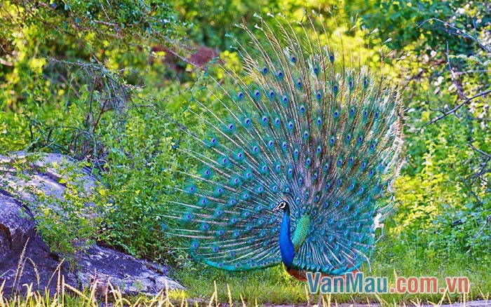 Công yêu quý bộ xiêm y của mình hết mực