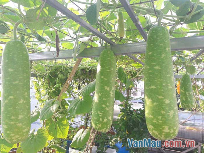 Cùng một giàn nhưng mỗi quả bầu lại một dáng
