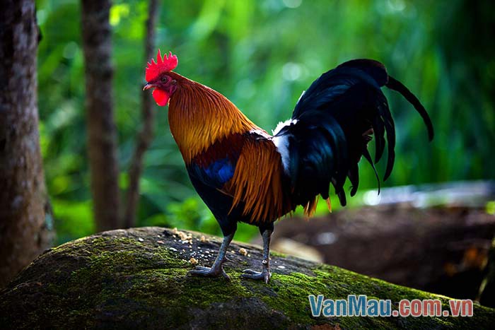 Dáng đi của trống cồ chậm rãi và oai vệ, ra vẻ một thủ lĩnh lắm Dáng đi của trống cồ chậm rãi và oai vệ, ra vẻ một thủ lĩnh lắm