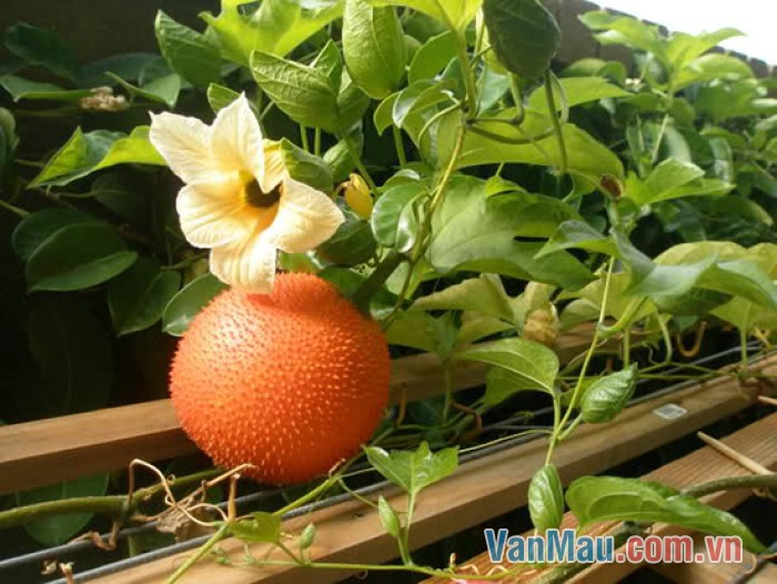 Gấc vừa lành vừa nhiều dinh dưỡng Gấc vừa lành vừa nhiều dinh dưỡng