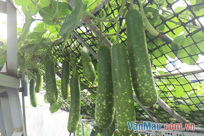 Giàn bầu nặng trĩu quả