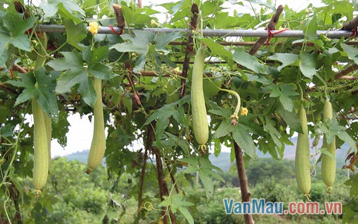 Giàn mướp hương trĩu quả