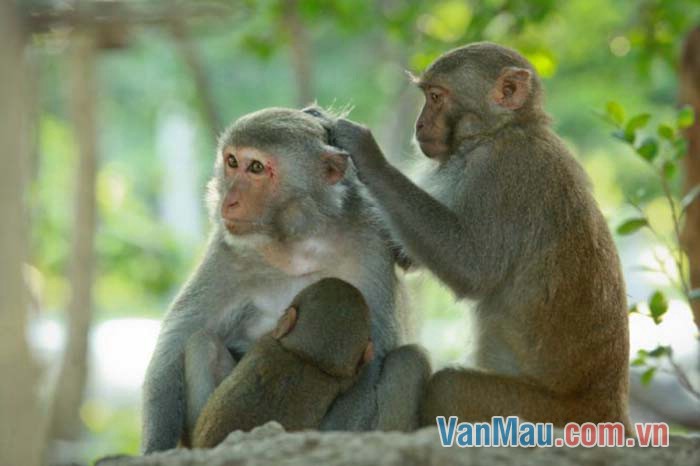 Lũ khỉ đang ngồi bắt chấy cho nhau