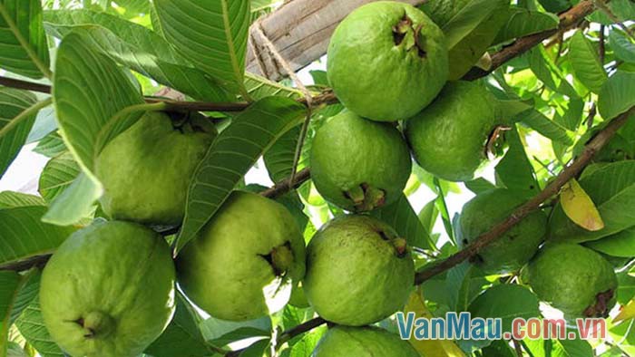 Mùi ổi chín đưa sang thơm lựng cả trưa hè Mùi ổi chín đưa sang thơm lựng cả trưa hè