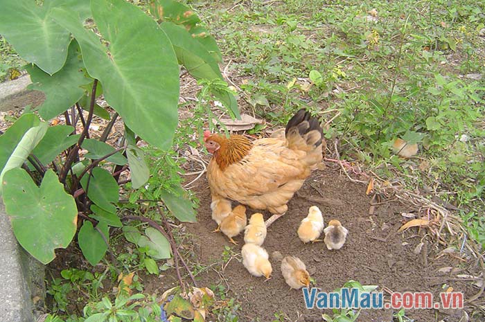 Nhìn mẹ con chị gà như một gia đình hạnh phúc