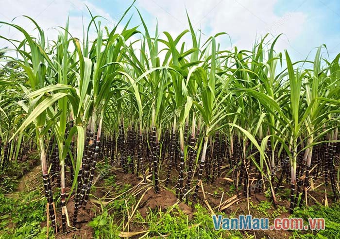 Nhìn vườn mía căng đầy mật ngọt thật hấp dẫn