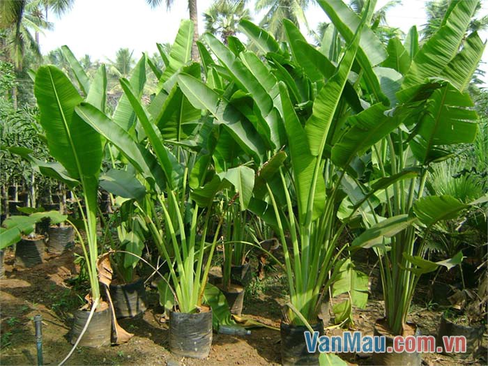 Những cây chuối con mới được trồng trông thật đáng yêu