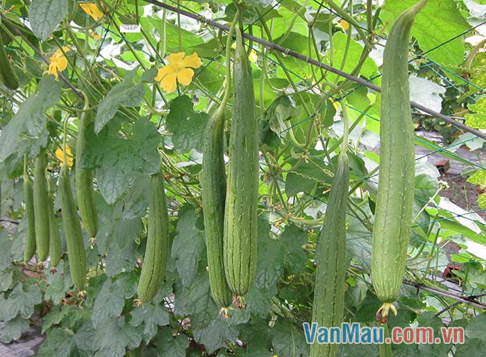 Những quả mướp to treo lủng lẳng trên giàn