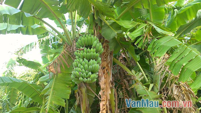 Những tàu lá chuối khá lớn và dài Những tàu lá chuối khá lớn và dài