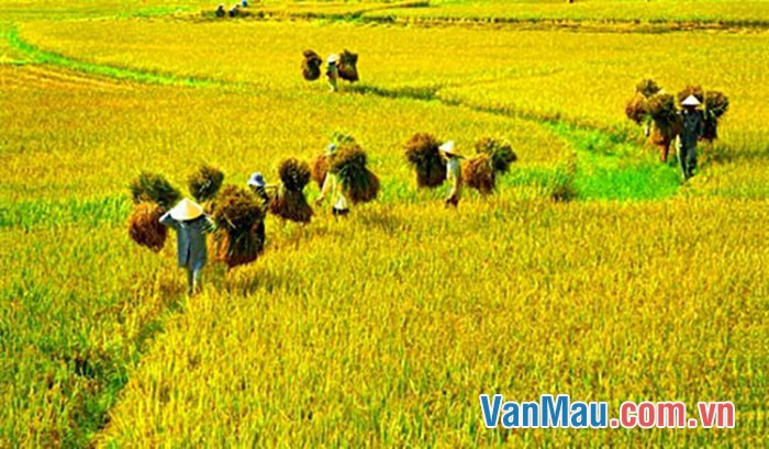 Nói về làng quê em vào ngày mùa