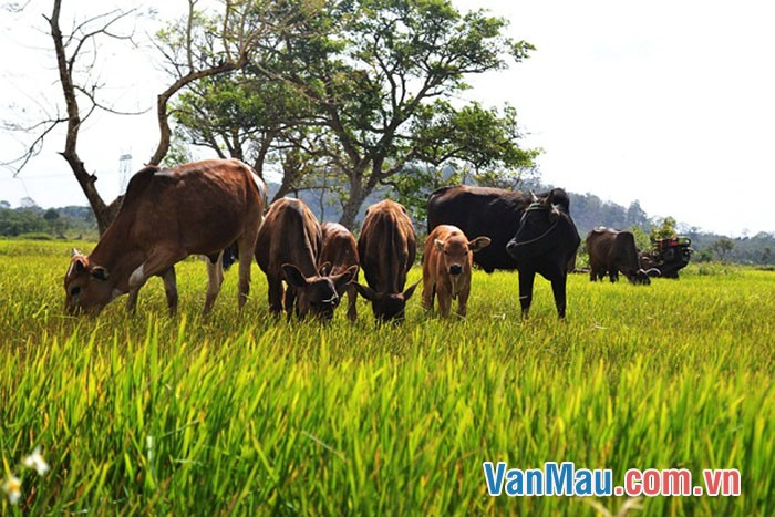 Nói về quê ngoại của em