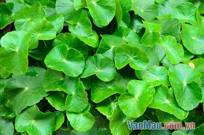 Rau má từ xưa đã là vị thuốc dân gian rất bổ mát Rau má từ xưa đã là vị thuốc dân gian rất bổ mát