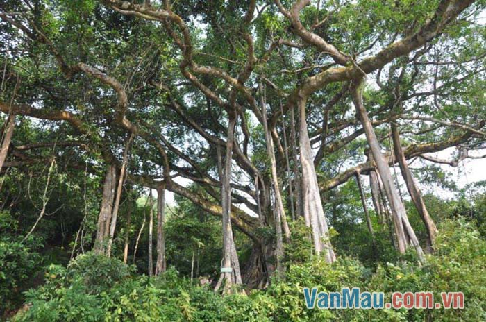 Rễ đa to, ăn sâu, rộng trên cả mặt đất Rễ đa to, ăn sâu, rộng trên cả mặt đất