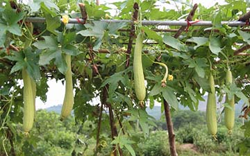 Tả giàn mướp Tả giàn mướp