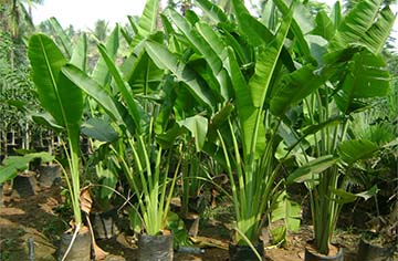 Tả một cây chuối con Tả một cây chuối con