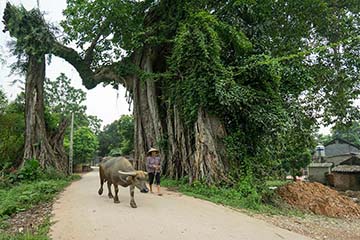 Tả một cây đa cổ thụ Tả một cây đa cổ thụ