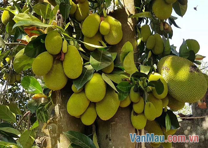 Thân cây mít cổ thụ khá to