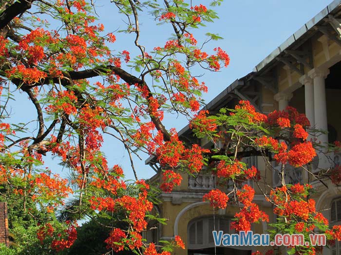 Từ xa nhìn lại, nổi bật trong sân trường em là cây phượng vĩ Từ xa nhìn lại, nổi bật trong sân trường em là cây phượng vĩ