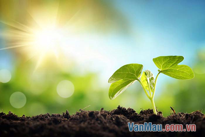 Cây xanh còn cần ánh sáng hơn cả con người
