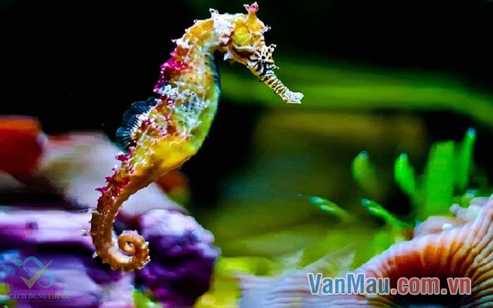Chú cá ngựa dưới lòng biển sâu nhìn thật đẹp