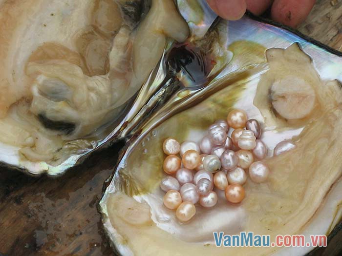 Con trai to, mập, hơi dẹt hai đầu với lớp vỏ cứng bên ngoài