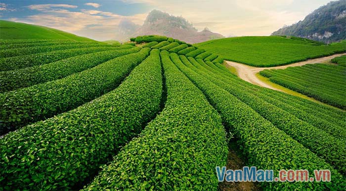 Không có đất, cây không thể sống được