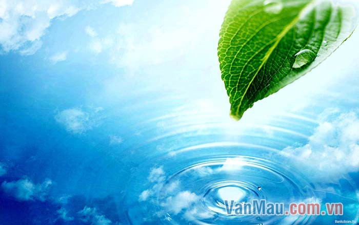 Nước cần đối với cây xanh