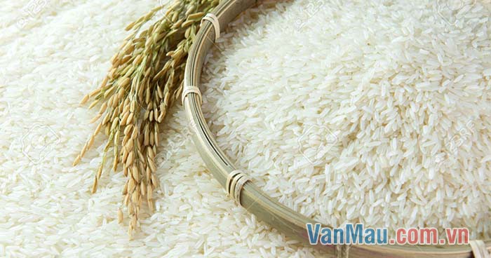 Quý nhất là lúa gạo