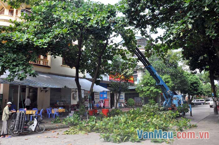 Sắp tới là mùa mưa bão, nếu cành cây gãy, đổ sẽ gây ra tai nạn cho nhân dân