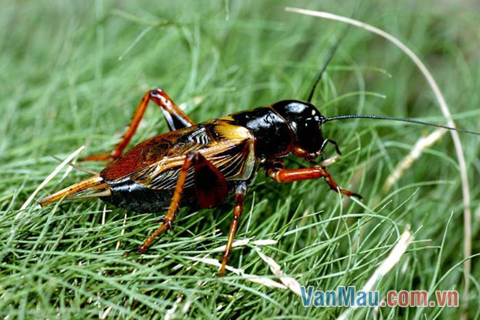 Tiếng dế gáy thật vang