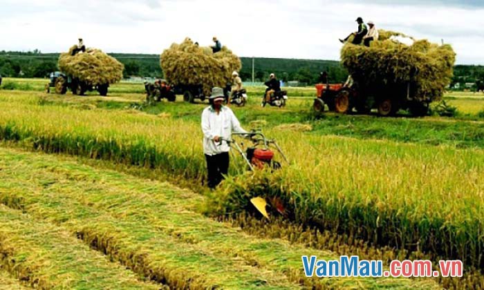 Bạn Trần Huy cường kể những điều biết về nông thôn Bạn Trần Huy cường kể những điều biết về nông thôn