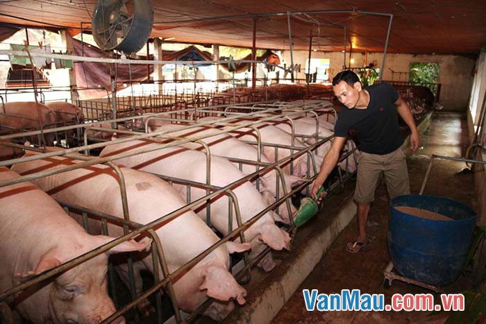 Kể về một người chăn nuôi giỏi