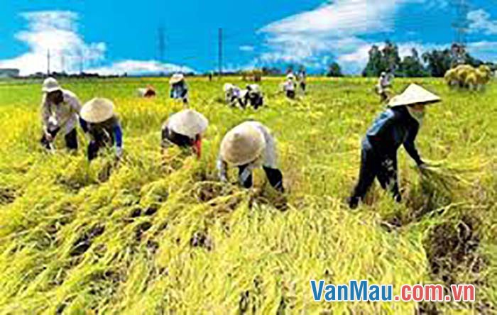 Kể về người nông dân
