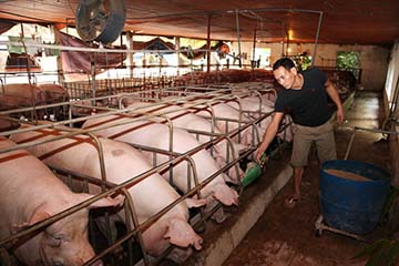 Kể về một người chăn nuôi giỏi Kể về một người chăn nuôi giỏi