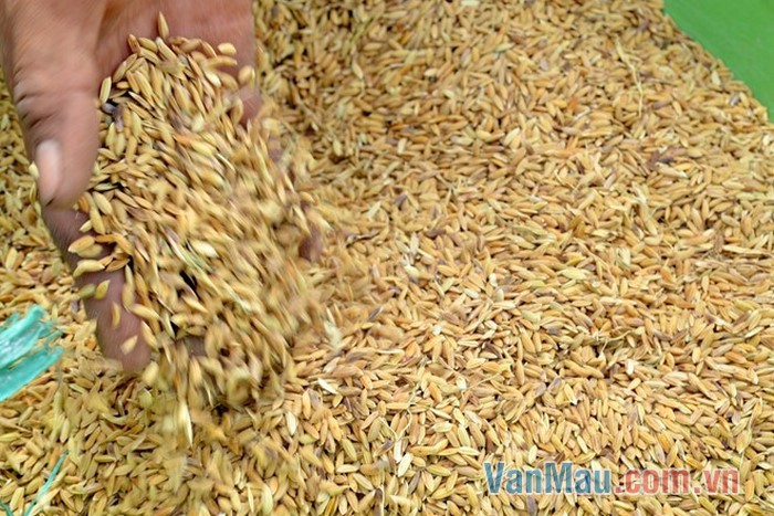 Mọi người thi nhau mang thóc về Mọi người thi nhau mang thóc về
