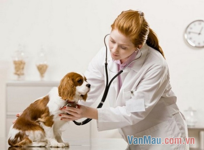 Ước mơ thành bác sĩ thú y Ước mơ thành bác sĩ thú y