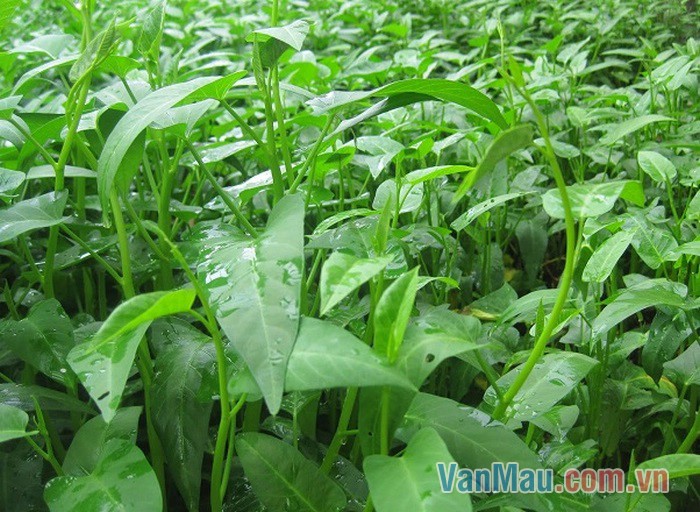 Ao rau muống nằm cạnh con đường làng Ao rau muống nằm cạnh con đường làng